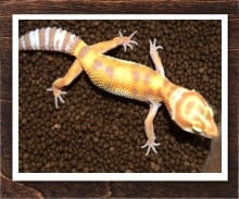 ヒョウモントカゲモドキ W&Yトレンパー