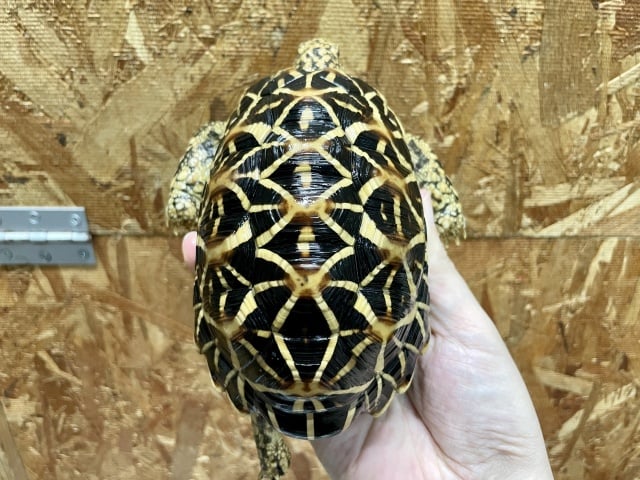 インドホシガメ 