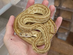 カーペットパイソン ハイポゼブラジャガー