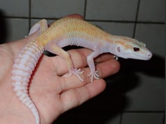 ヒョウモントカゲモドキ ラプター
