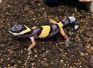 ヒガシインドトカゲモドキ 