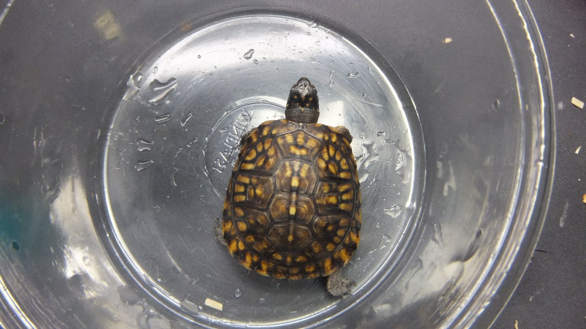 トウブハコガメ 