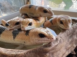スキンク 