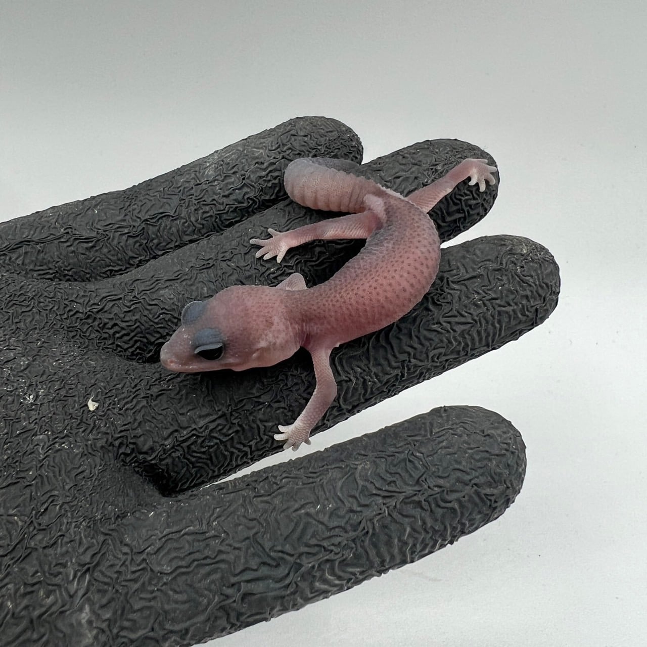 ニシアフリカトカゲモドキ オレオパターンレス
