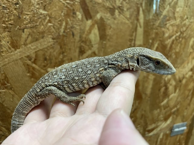 サバンナモニター 
