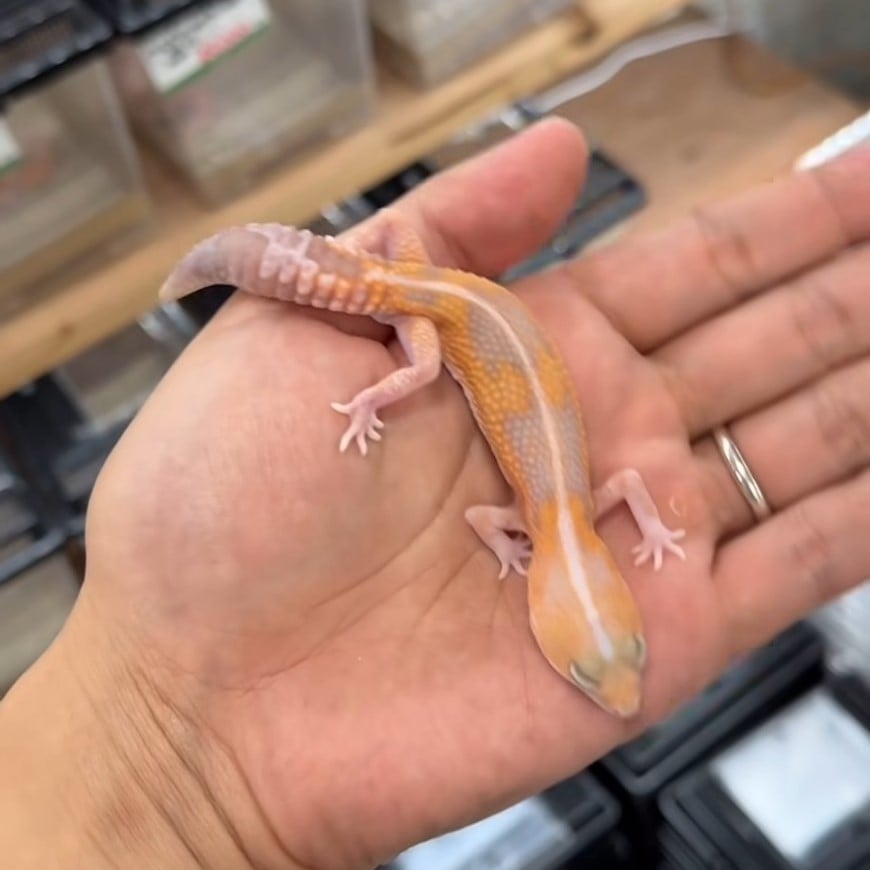ニシアフリカトカゲモドキ アメルズールーhetスノー
