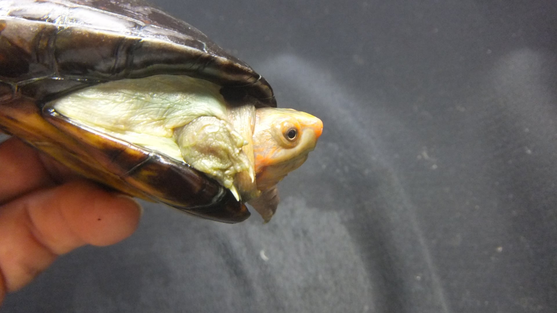 ホオアカドロガメ 