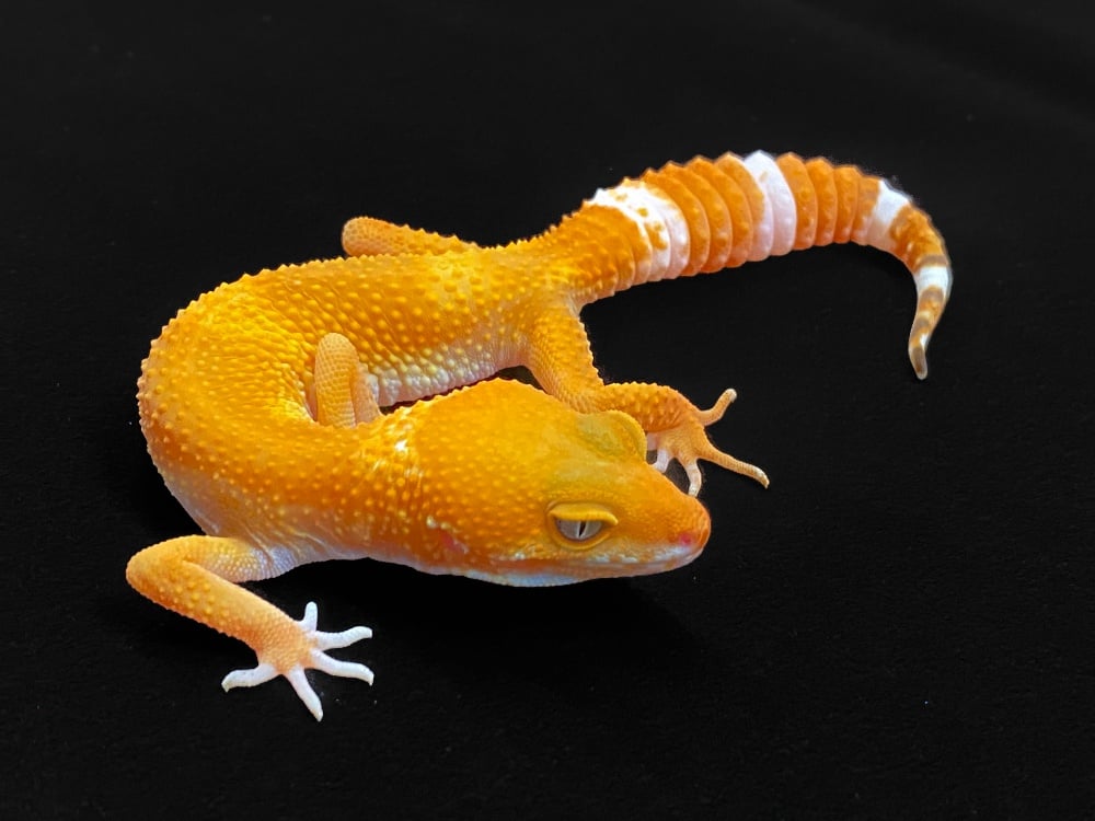 ヒョウモントカゲモドキ サングロートレンパー