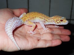 ヒョウモントカゲモドキ レーダー・ソリッドアイ