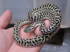カーペットパイソン アザンティックゼブラジャガー