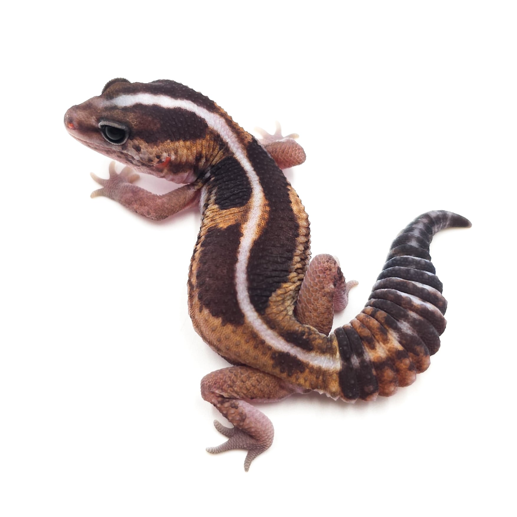 ニシアフリカトカゲモドキ ノーマルhetオレオパティ