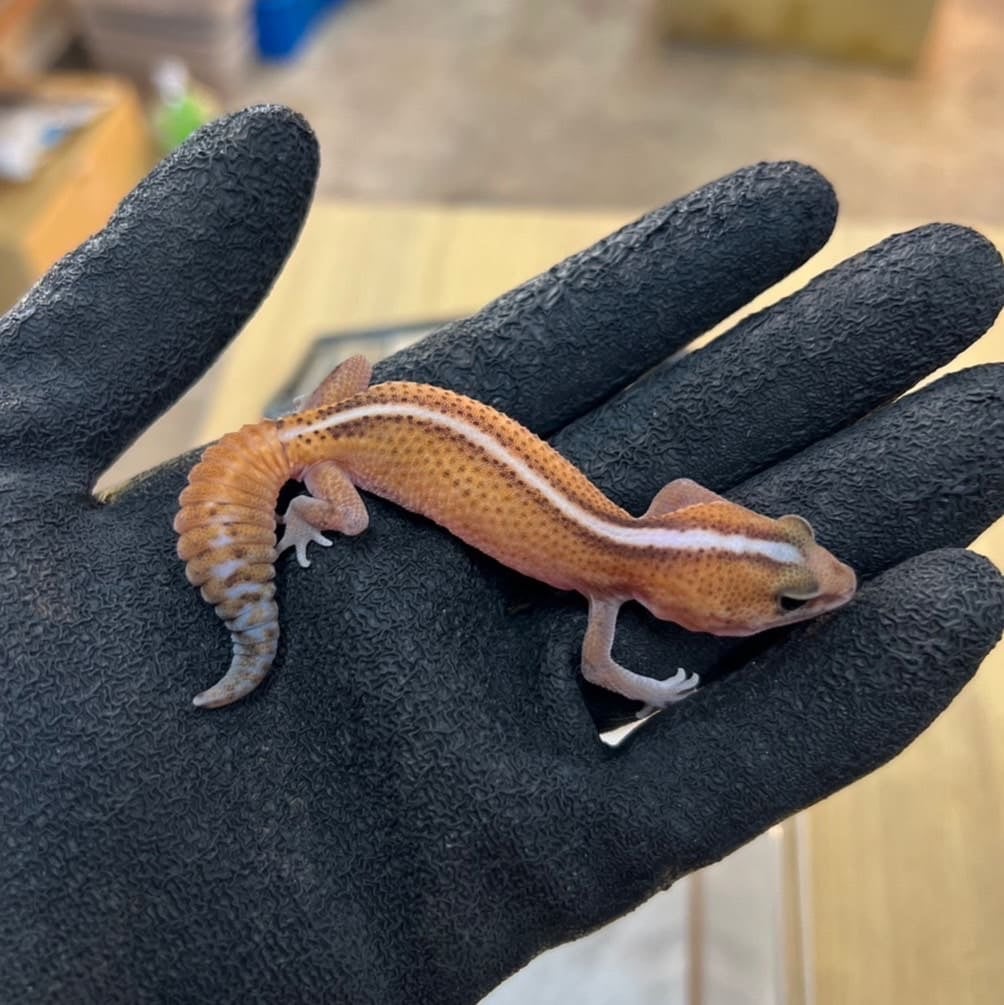 ニシアフリカトカゲモドキ パターンレスhetアメル