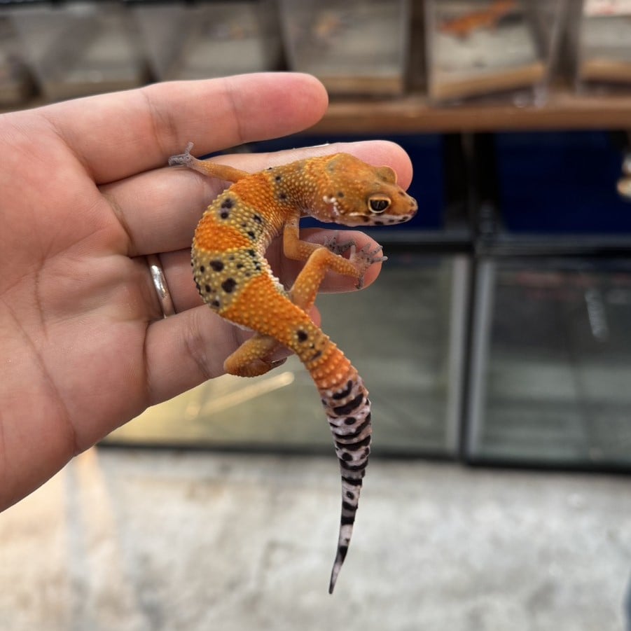 ヒョウモントカゲモドキ ブラッドエメリン