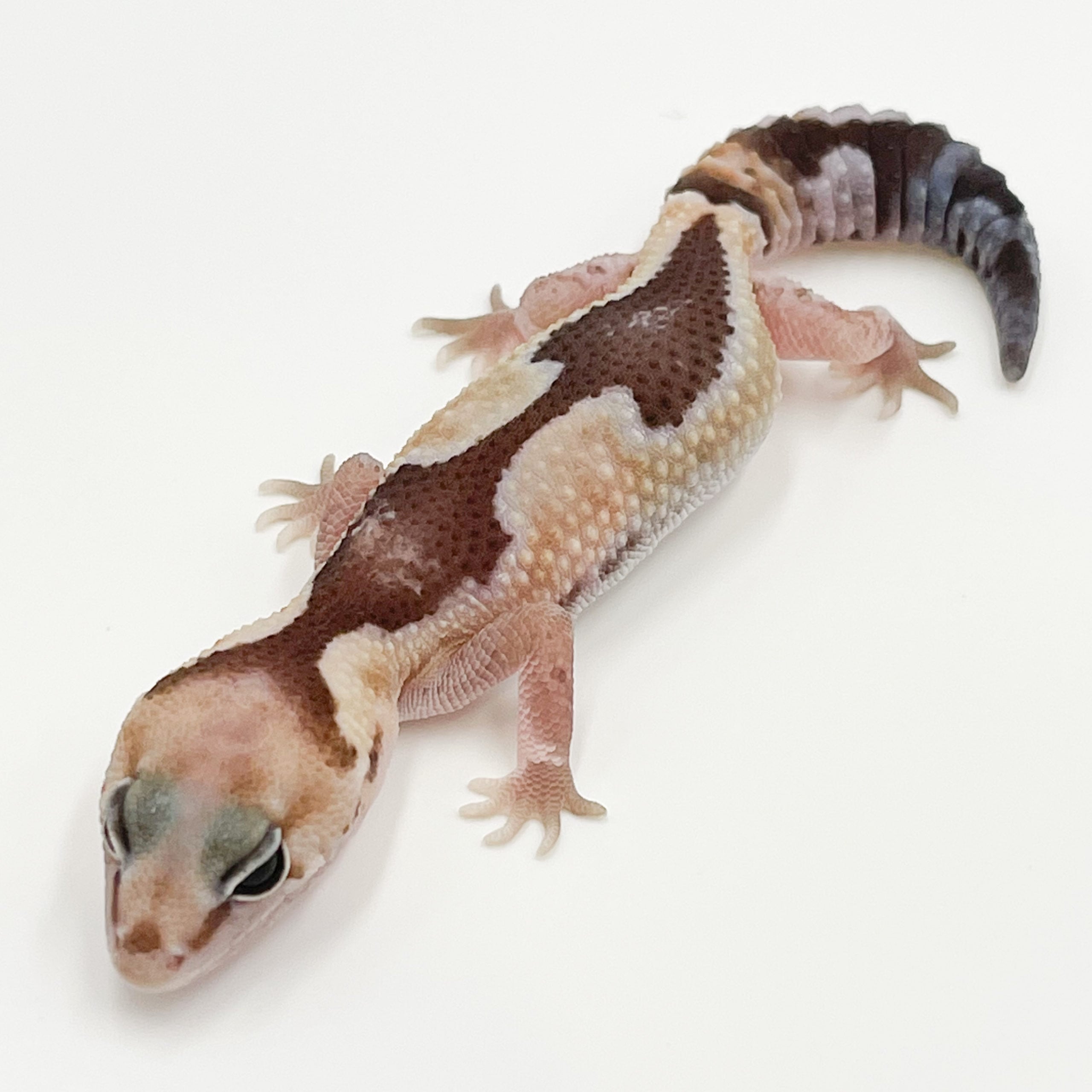 ニシアフリカトカゲモドキ ズールー