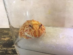 ツノガエル ストロベリー