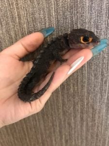 カブトトカゲ 