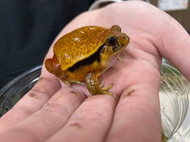 トマトガエル 