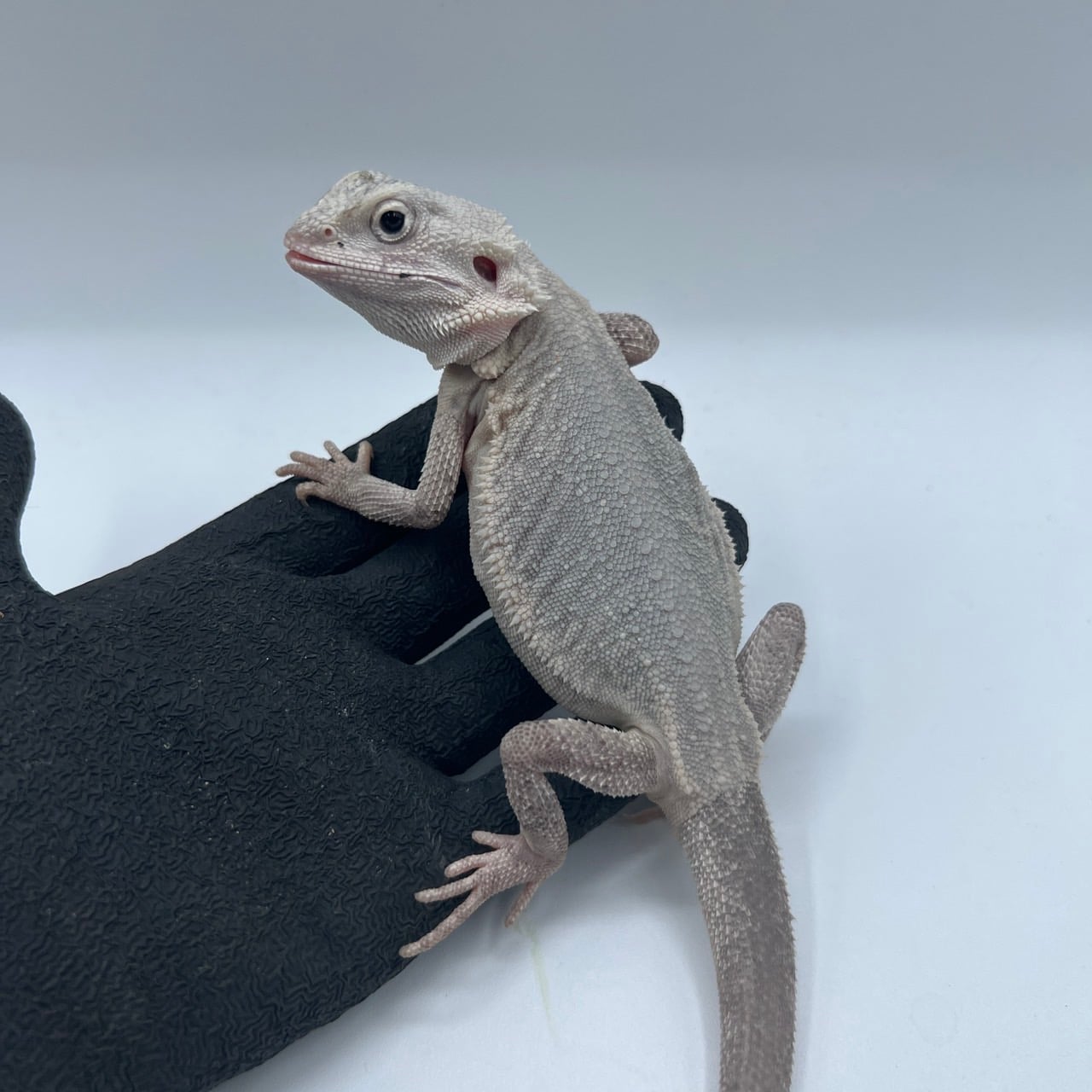 フトアゴヒゲトカゲ ハイポゼロ