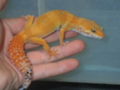 ヒョウモントカゲモドキ タンジェリントルネード