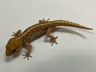 ソメワケササクレヤモリ ザンティック