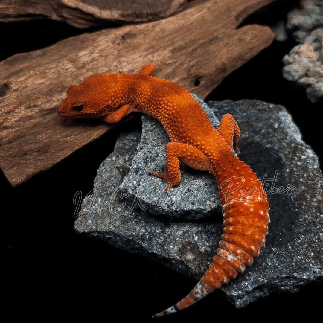 ヒョウモントカゲモドキ マンダリン