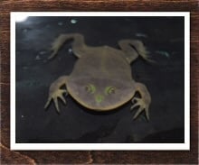 バジェットガエル 