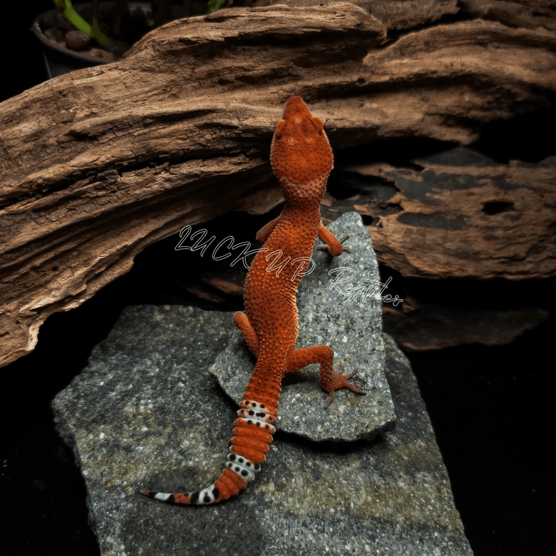 ヒョウモントカゲモドキ マンダリン