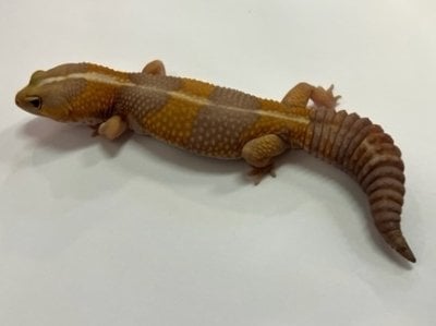 ニシアフリカトカゲモドキ アルビノ