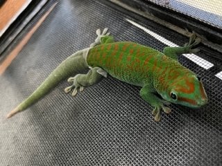 グランディスヒルヤモリ 