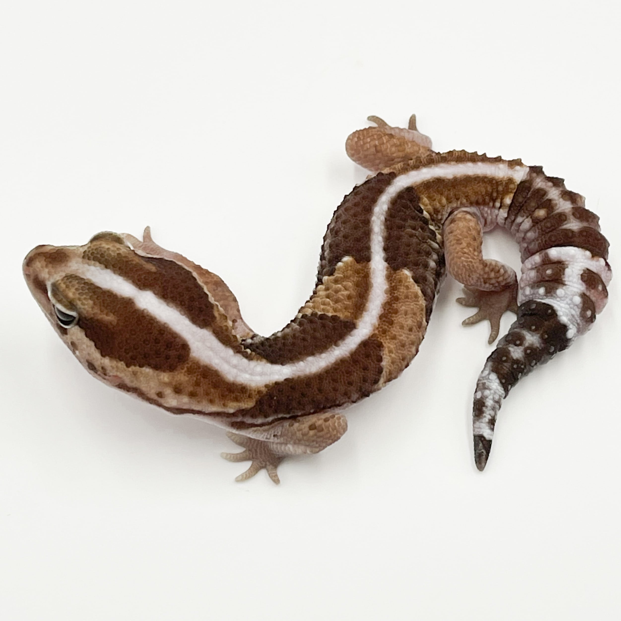 ニシアフリカトカゲモドキ ノーマルhetオレオ