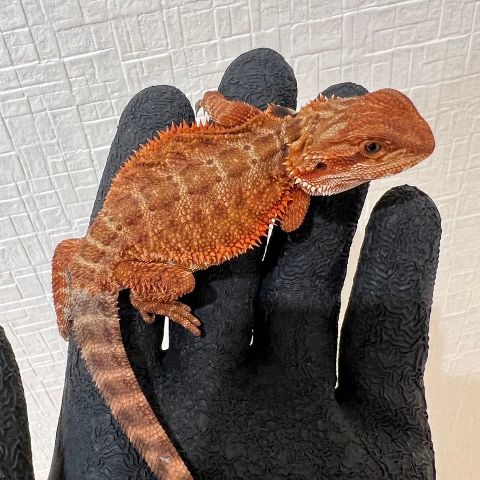 フトアゴヒゲトカゲ ダークレッド