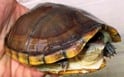 ハーレラドロガメ 