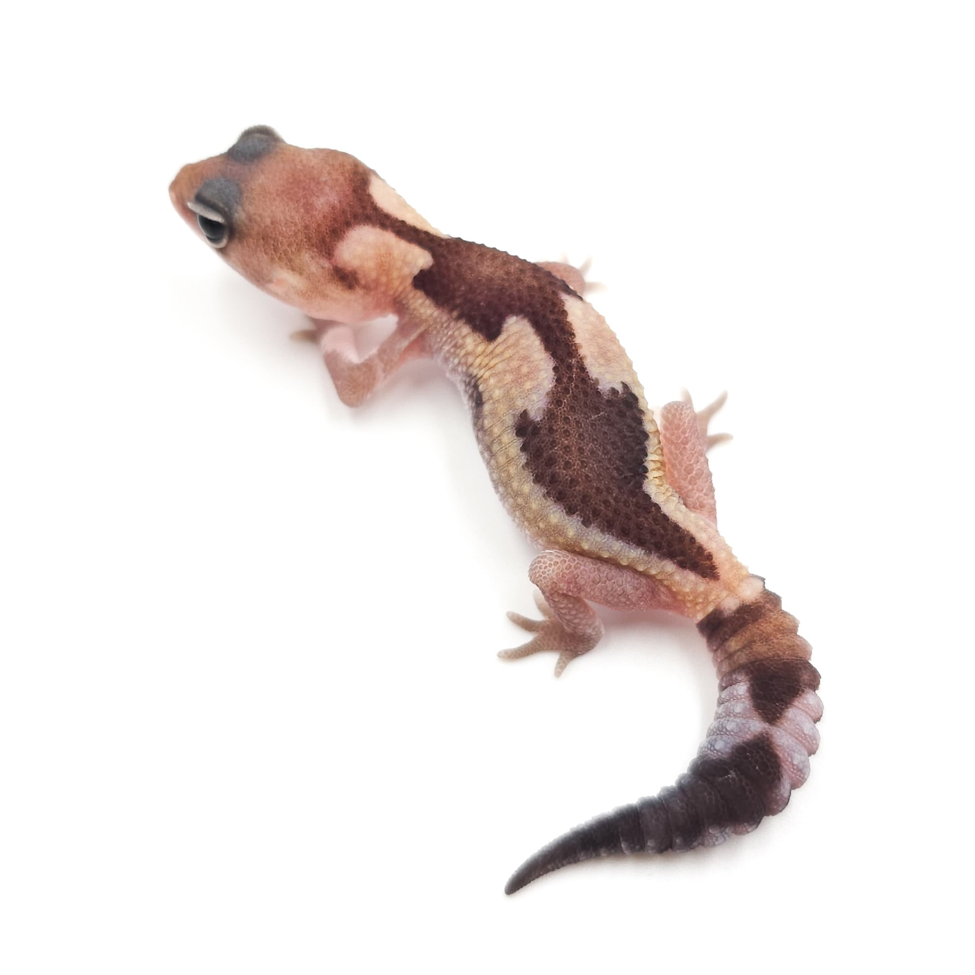 ニシアフリカトカゲモドキ ズールーhetオレオ