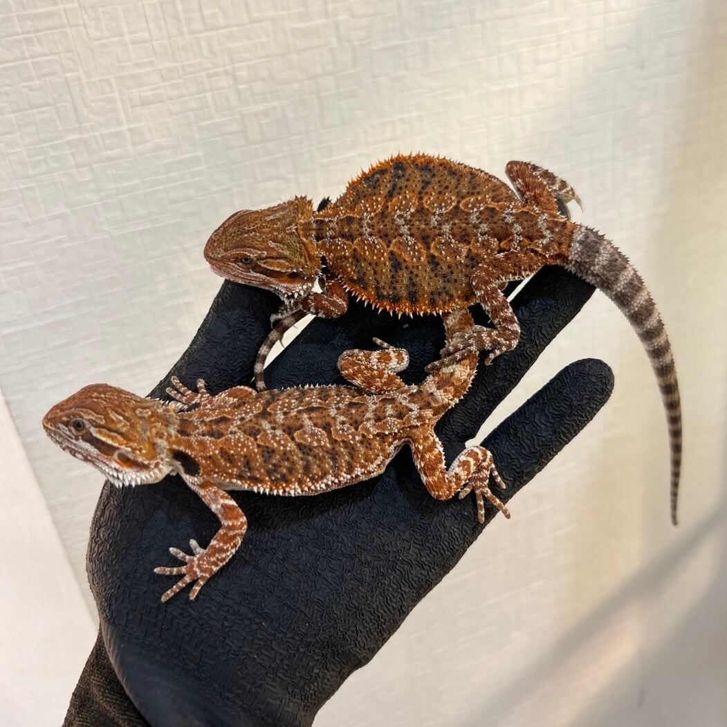 フトアゴヒゲトカゲ ダークレッド