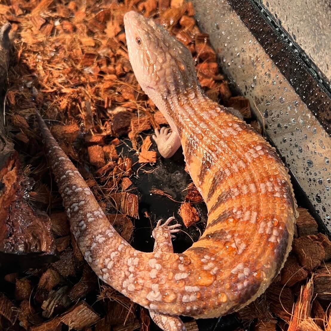 アオジタトカゲ 