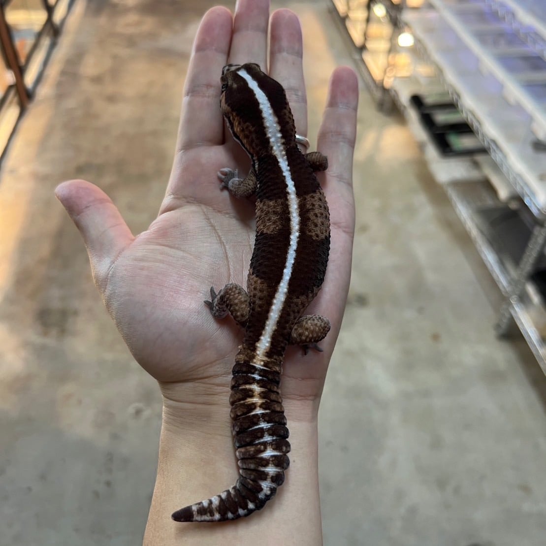 ニシアフリカトカゲモドキ ノーマルhetアメルオレオ