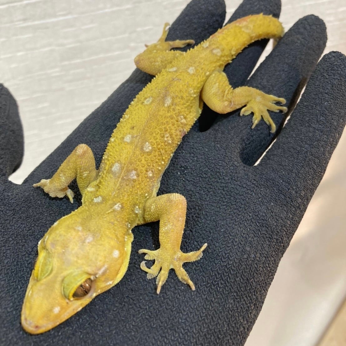 プラシャードナキヤモリ 