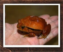 トマトガエル 