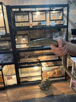 アシナシトカゲ 