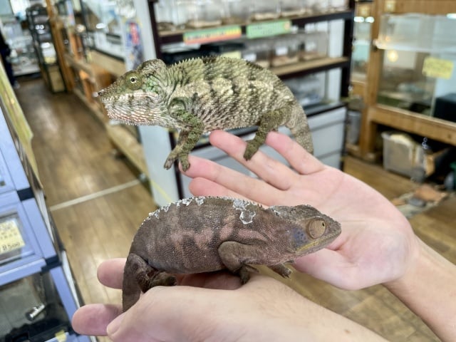 アンカラミ