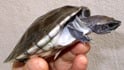 メキシコカワガメ 
