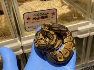 ボールパイソン 