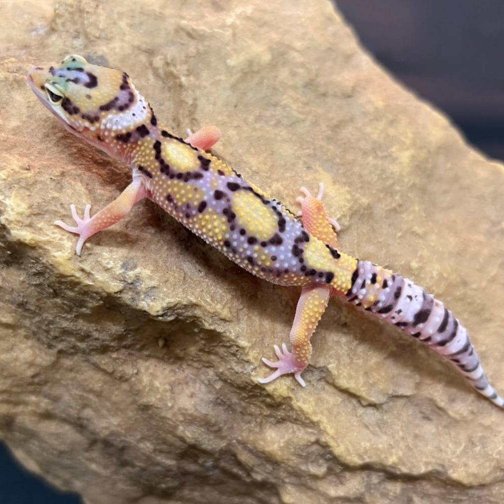 ヒョウモントカゲモドキ エクリプス