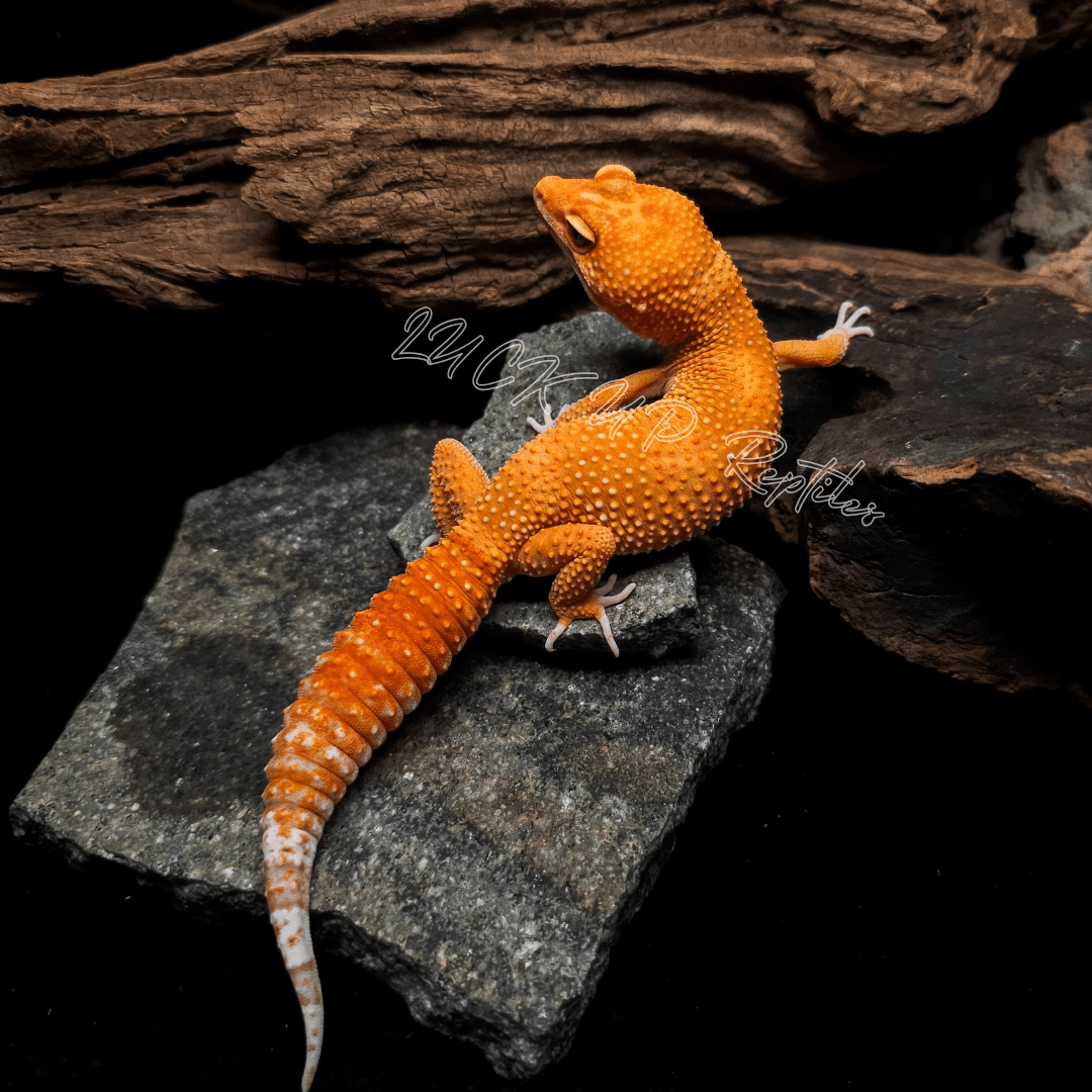 ヒョウモントカゲモドキ タンジェリンレイン