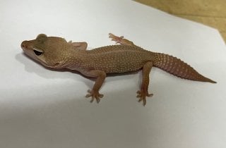ヒョウモントカゲモドキ ディアブロブランコ