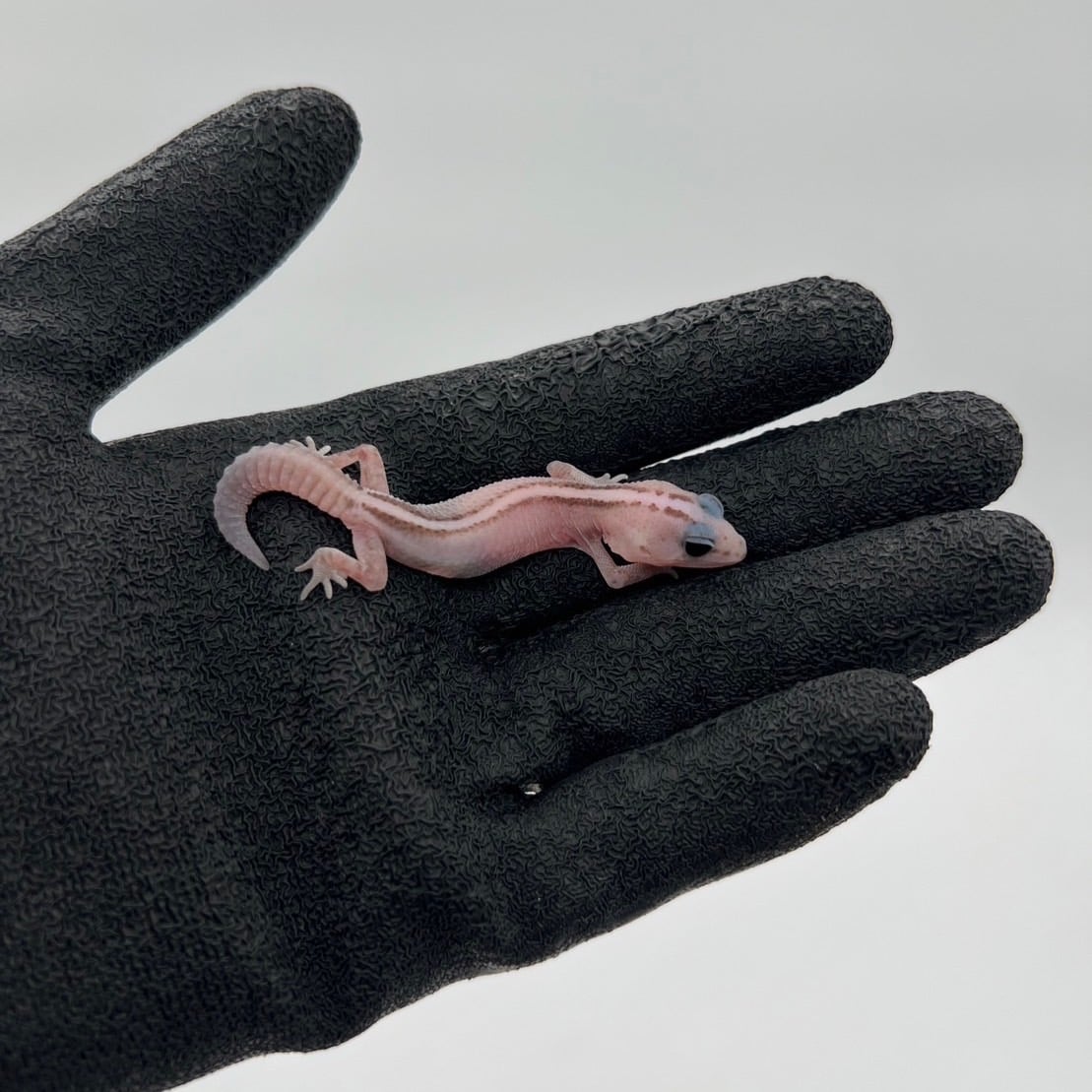 ニシアフリカトカゲモドキ オレオパターンレス