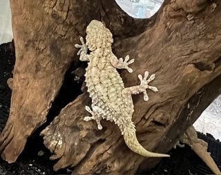 ムーアカベヤモリ 