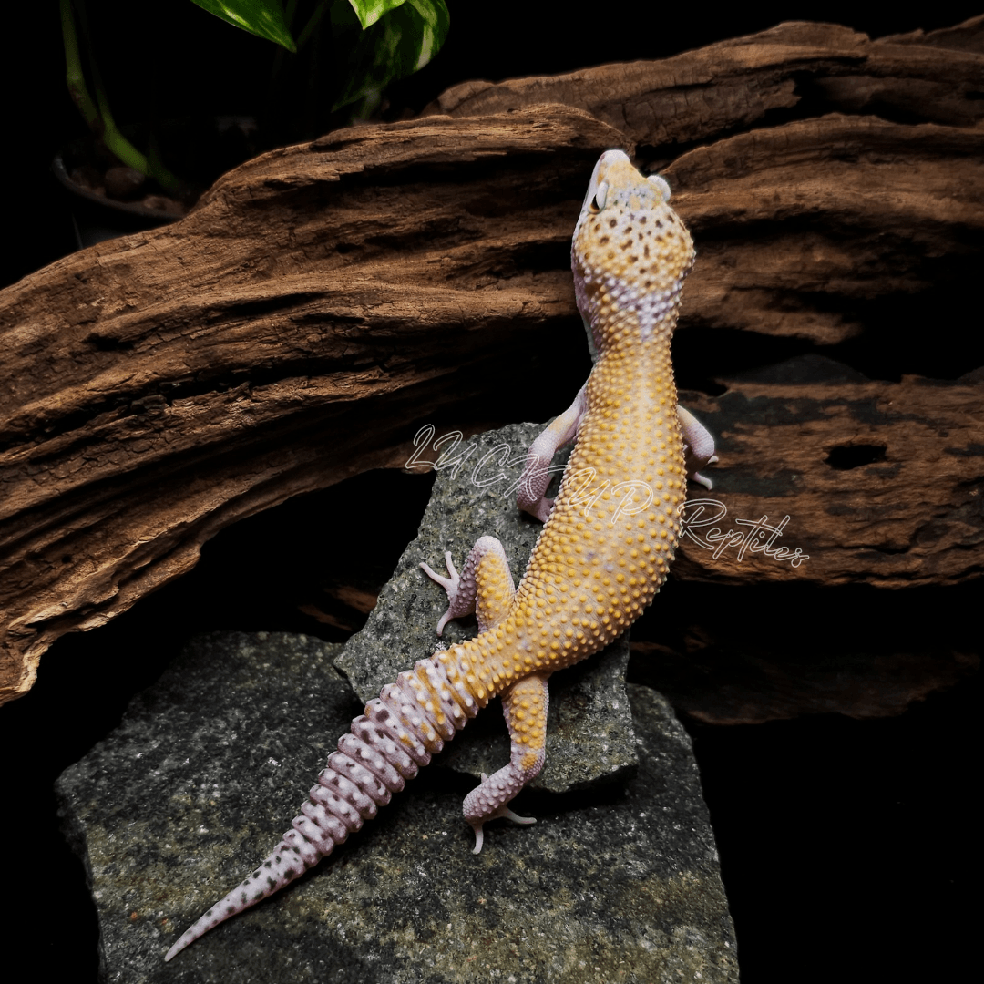 ヒョウモントカゲモドキ Ｗ＆Ｙスノーエクリプス