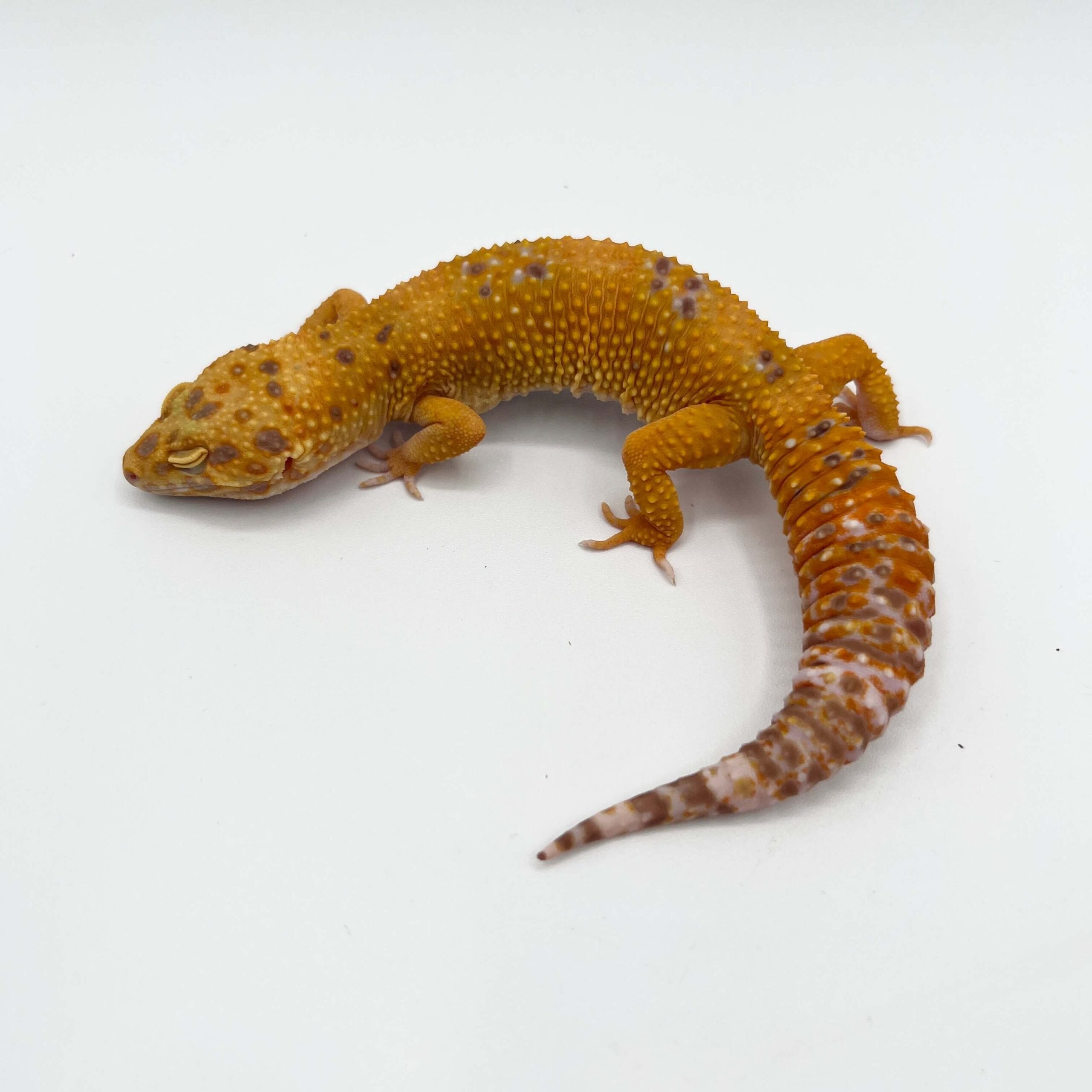 ヒョウモントカゲモドキ サングロー