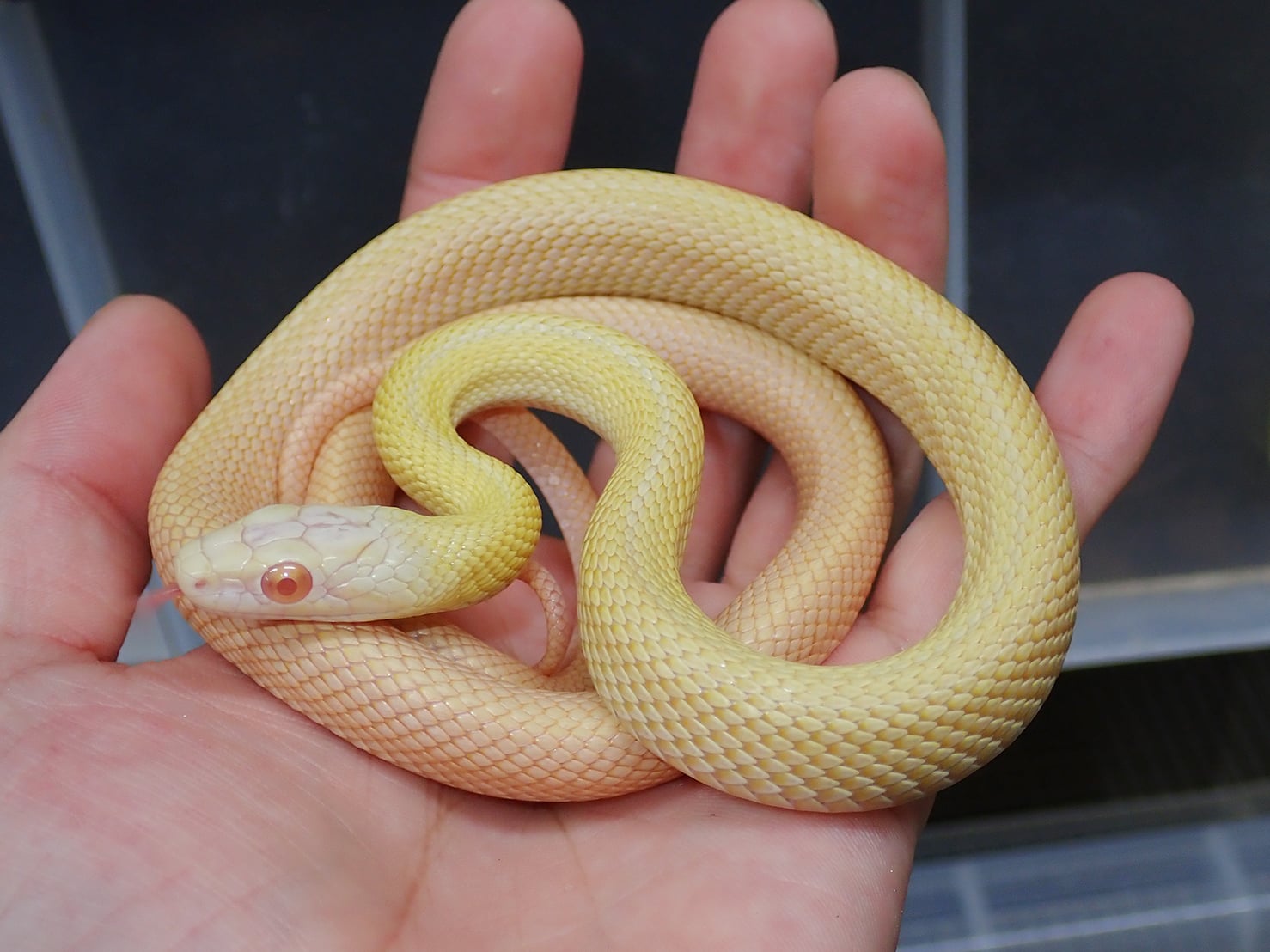 アオダイショウ アルビノスーパーパターンレス
